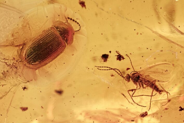 Detailed Hairy Fungus Beetle and Fungus Gnat in Baltic Amber #275429